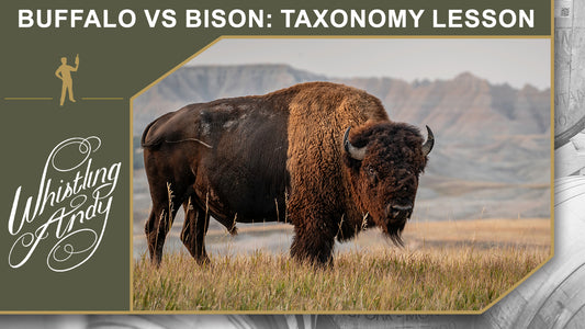 Buffalo vs Bison: A taxonomy lesson you won't soon forget