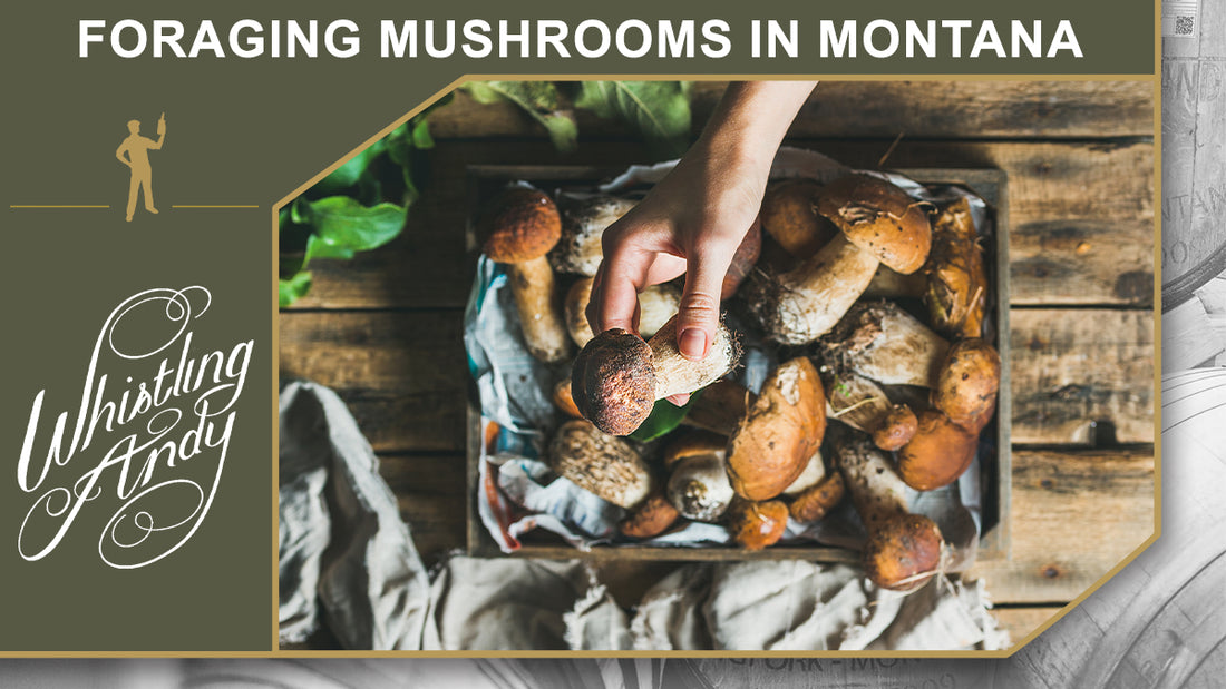 Foraging Mushrooms in Montana: A Descriptive Guide